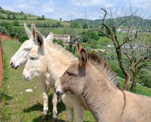 FATTORIA LA BRASA CUERTA
